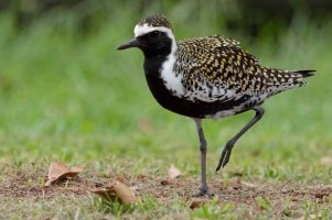 Pluvialis fulva - Pacific Golden Plover 12 Male_DxO-2_DxO-1.jpg