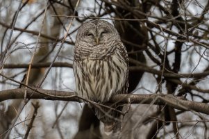 Barred Owl (adult-winter) 2023-100.jpg
