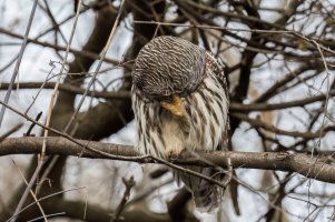 Barred Owl (adult-winter) 2023-101.jpg
