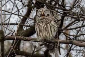 Barred Owl (adult-winter) 2023-103.jpg