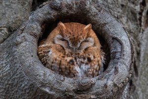 Eastern Screech Owl (red morph) 2023-108.jpg