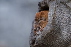 Eastern Screech Owl (red morph) 2023-109 (1).jpg