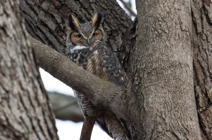 Great Horned Owl (adult-winter) 2023-103.jpg