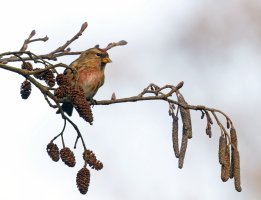 309A9044-DxO_Redpoll_on_alder_ed-1.9xSHAut.jpg