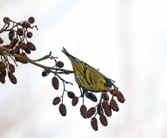309A9046-DxO_Siskin_on_alder-topaz-enhance-1.6xhifi_SHaut.jpg