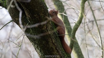 Eichhörnchen_02.jpg