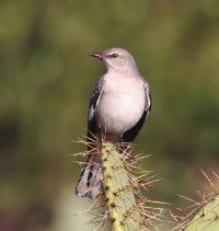 Northern Mockingbird CR5_147330.jpg