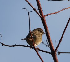 Rufous-crowned Sparrow CR5_147105.jpg