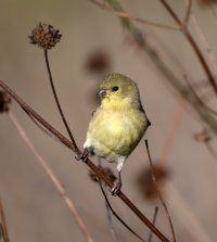 Lesser Goldfinch fem CR5_148559.jpg
