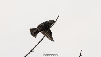 startender star_04.jpg