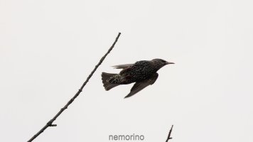 startender star_03.jpg