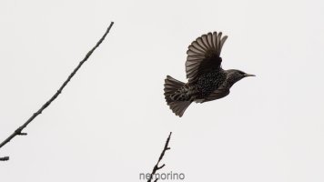 startender star_02.jpg