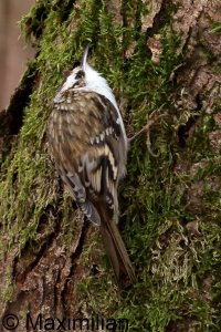 treecreeper_2023_12.JPG