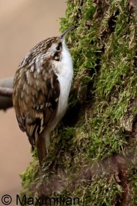 treecreeper_2023_13.JPG