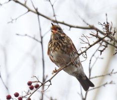 309A9423-DxO_Redwing+Berry.jpg