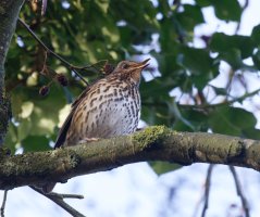309A9457-DxO_Songthrush.jpg