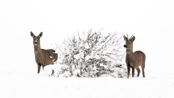 HB 20221211_74A6682_DxO-Bearbeitet.JPG