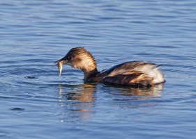 309A9576-DxO_Little_Grebe_700mm_+2SH.jpg