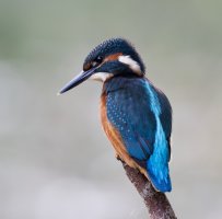 2U4A6871-DxO_Kingfisher_PL6.jpg