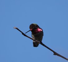 Anna's Hummingbird male shadowed CR5_151130.jpg
