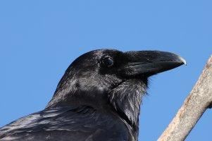 Common Raven CR5_151187 crop2.jpg