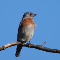 Western BluebirdCR5_149764.jpg