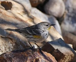 Yellow-rumped Warbler CR5_150871.jpg