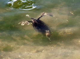 Horned Grebe underwater C07D_18350.jpg