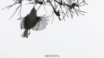 Kinglet real speed.gif