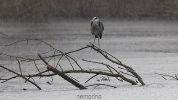 heron in the rain 80.jpg