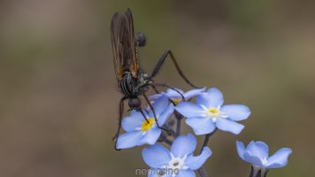 Empis tessellata.jpg