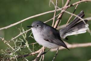 Blue-gray Gnatcatcher CR5_152193.jpg