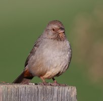 Califonia Towhee CR5_151573.jpg
