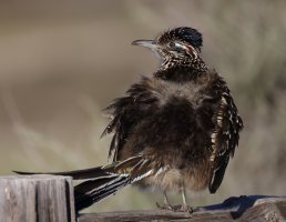 Greater Roadrunner basking CR5_152074 2to1 downsampling .jpg