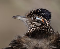 Greater Roadrunner basking CR5_152074 head crop2 .jpg