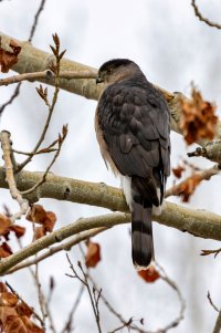 EOS R7_1593-Enhanced-NR.jpg