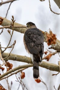 EOS R7_1598-Enhanced-NR.jpg