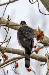 EOS R7_1601-Enhanced-NR.jpg