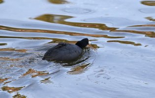 American Coot chase 7D2_19569.jpg American Coot chase 7D2_19569.jpg