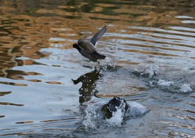 American Coot chase 7D2_19573.jpg American Coot chase 7D2_19573.jpg