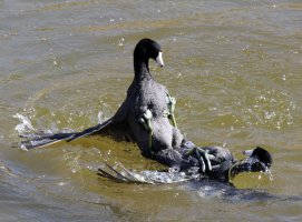 American Coot fight C7D_64985.jpg American Coot fight C7D_64985.jpg