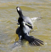 American Coot fight C7D_64974.jpg American Coot fight C7D_64974.jpg