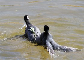 American Coot fight C7D_65008.jpg American Coot fight C7D_65008.jpg