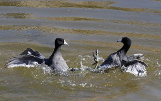 American Coot Fight C7D_65058.jpg American Coot Fight C7D_65058.jpg