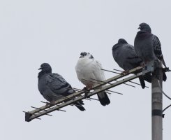 309A9732-DxO_Leucistic_Pigeon-ls-ts.jpeg