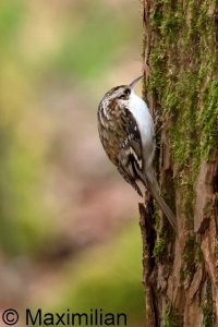treecreeper_2024_02.JPG