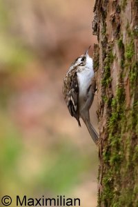 treecreeper_2024_05.JPG