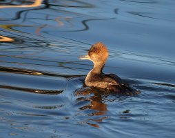 Hooded Merganser fem CR5_152531.jpg