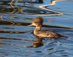 Hooded Merganser fem CR5_152538.jpg