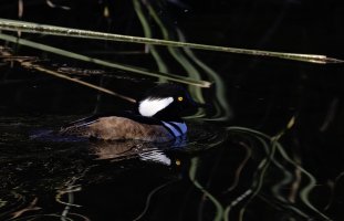 Hooded Merganser male CR5_152914 crop.jpg